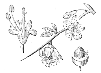 Fig.&nbsp;25.—Flowers and fruit of the Sloe.