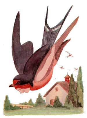 Barn Swallow