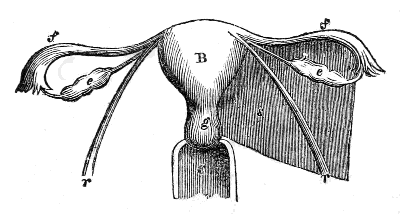 Womb,
Vagina, Ovaries, Fallopian Tubes