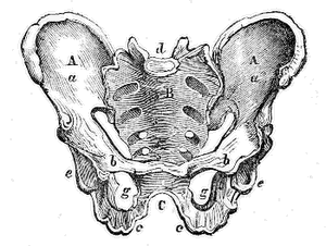 Male
Pelvis