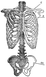 FRONT VIEW OF TRUNK AND LIMB ARCHES

c, collar bone; s, shoulder blade; Oc, innominate bone (From
Martin’s “Human Body”)