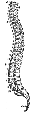 SIDE VIEW OF THE SPINAL COLUMN

C 1-7, cervical; D 1-12, dorsal; L 1-5, lumbar; S 1, sacrum;
Co 1-4, coccygeal. (From Martin’s “Human Body”)