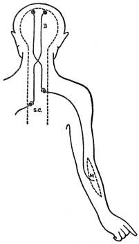 DIAGRAM OF MOTOR PATHWAY

B, brain; S. C., spinal cord; M, muscle