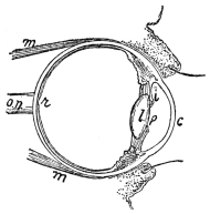 VERTICAL SECTION OF THE RIGHT EYE AND ITS LIDS

c, cornea; l, crystalline lens, its margin shielded by i, iris;
p, pupil; r, retina; m, muscles that move the eyeball; o. n.,
optic nerve. (From “Human Physiology,” Stiles.)