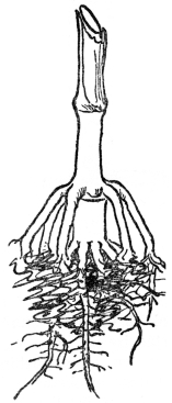 FIG. 5.&mdash;PROP ROOTS OF THE INDIAN CORN

Usually produced from the first joint above ground and serving as
additional anchor and food gatherers.