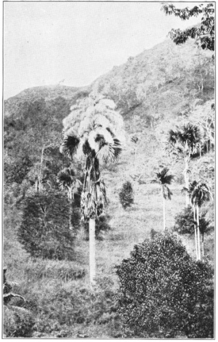 Plants of the Palm Family, Palmaceæ, in Ceylon. They
are the talipot palm (Corypha umbraculifera), the fiber from the wood
of which is used in India for paper making. (After Reinhardt. Courtesy
of Brooklyn Botanic Garden.)