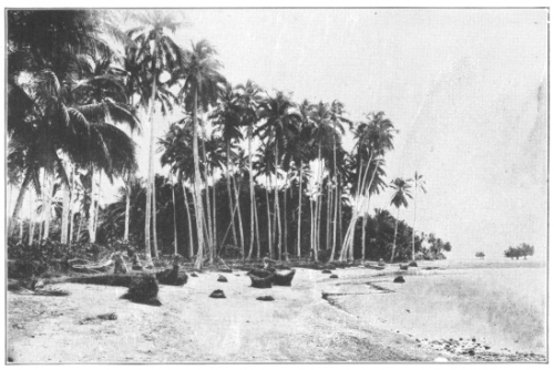 A Coconut Grove in the Philippine Islands. The people of
tropical regions have more uses for this plant than there are days of
the year. Its fruits will float in the sea for months without injury and
it is thought to have been distributed all over the tropical world by
ocean currents. Its true wild home is not certainly known, but is
probably tropical America. See chapter V for an account of the tree.
(Courtesy of Brooklyn Botanic Garden.)