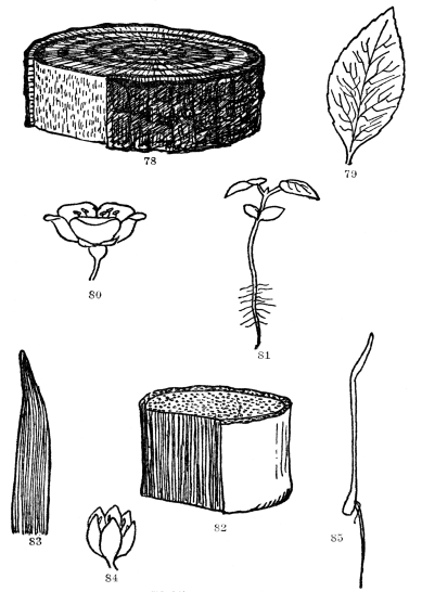 FIG. 78-85.&mdash;PLANT FAMILIES

Dicotyledonous and Monocotyledonous growth habits contrasted. Figs.
78-81. The trunk of a dicotyledonous tree showing division of the wood
into heartwood, sapwood, and cambium, which the removal of a piece of
outer bark exposes. Note the net-veined leaf (79), the seedling with two
seed leaves (81), and with the parts of the flower in 5’s (80). Figs.
82-85. Monocotyledonous plant. Note the lack of zones of wood, cambium
and corky bark. Such plants have parallel-veined leaves (83), parts of
their flowers in 3’s or 6’s (84), and germinate with a single seed leaf
(85).
