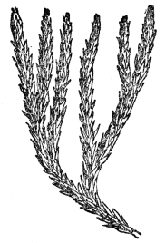 FIG. 107.&mdash;CLUB MOSS

(Lycopodium Selago)

A club moss which has come down through the ages almost unchanged from
the days when coal was being formed. Grows to-day in the north temperate
zone, particularly in mountains.