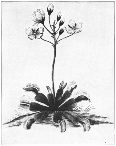 Venus’s Flytrap, an Insectivorous Plant of the
Southeastern United States. The fringed valves of its leaves close
together when an insect alights between them. (Courtesy of Brooklyn
Botanic Garden.)