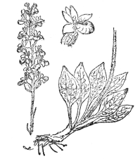FIG. 75.&mdash;RATTLESNAKE PLANTAIN

(Peramium pubescens)

One of the few orchids native in eastern North America, with white
variegated leaves. It grows in dense patches and bears free-blooming
spikes of whitish flowers.