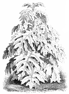 Image not available: MONTAGNÆA HERACLEIFOLIA (Polymnia grandis).

One of the noblest of the tender section, making free growth in the open
air during summer.