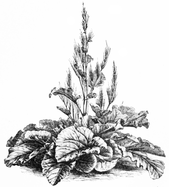 Image not available: RHEUM EMODI.

Hardy herbaceous fine-foliaged Type.