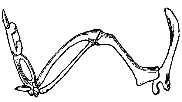 Anatomy of a Bird&rsquo;s Wing