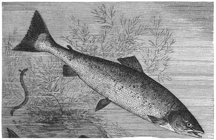 Zalm (Salmo salar). ​1&frasl;10​ v. d. ware grootte.