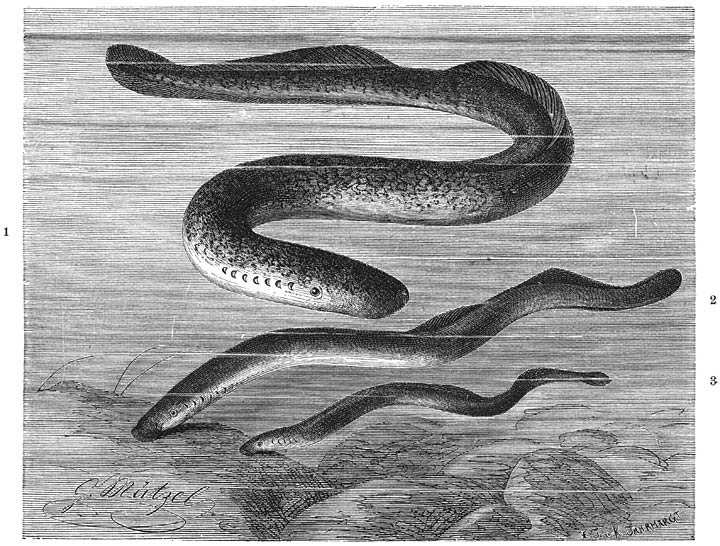 1) Zeeprik (Petromyzon marinus), 2) Prik (Petromyzon fluviatilis), 3) Zandprik (Petromyzon Planeri). &frac14; v. d. ware grootte.