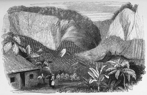 Plate 4.&mdash;Konda-galla Estate, near Neura-ellia,
Ceylon.