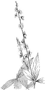 agrimony