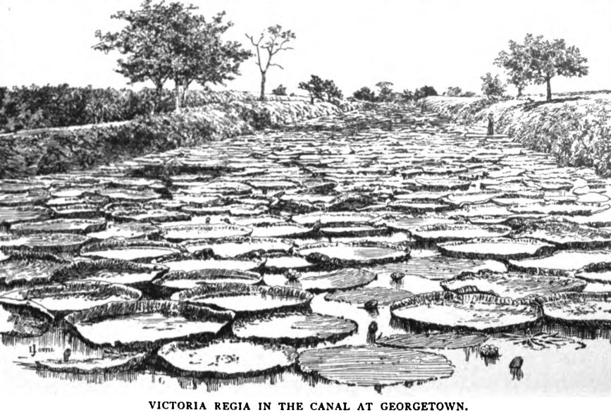 Victoria Regia in the Canal at Georgetown