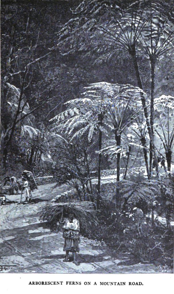 Arborescent Ferns on a Mountain Road.