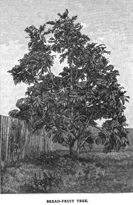 Bread-fruit Tree.