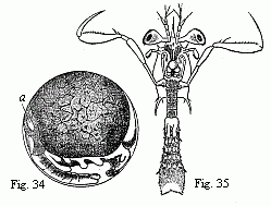 Fig. 34. Embryo of a Squilla, magnified. <i>a.</i> heart. Fig. 35. Older larva (Zo&euml;a) of a Stomapod, magnified.
