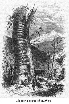 Clasping roots of
Wightia