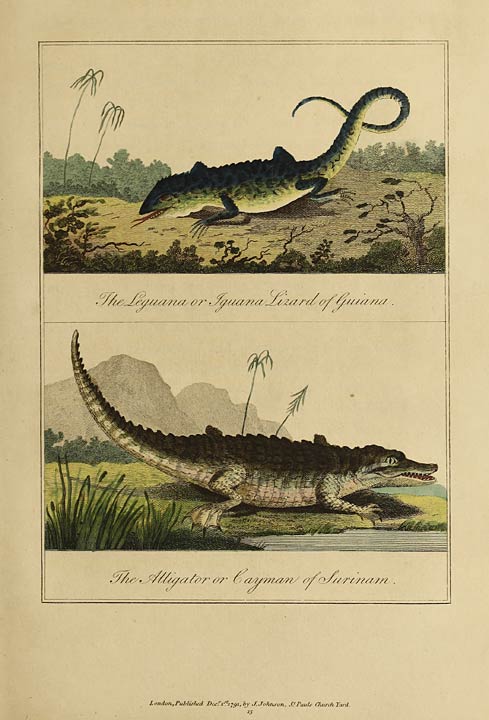 The Leguana or Iguana Lizard of Guiana.
The Alligator or Cayman of Surinam.