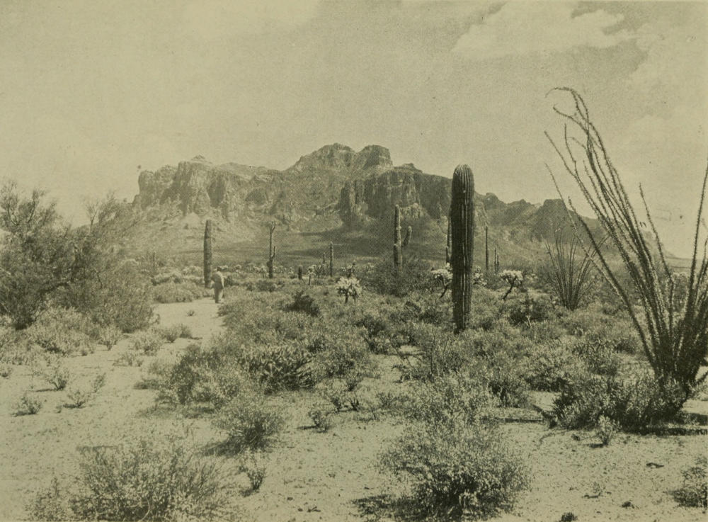 ALLIES OF THE DESERT ARM THEMSELVES WITH PRICKLES AND
THORNS AGAINST THEIR ANIMAL ENEMIES