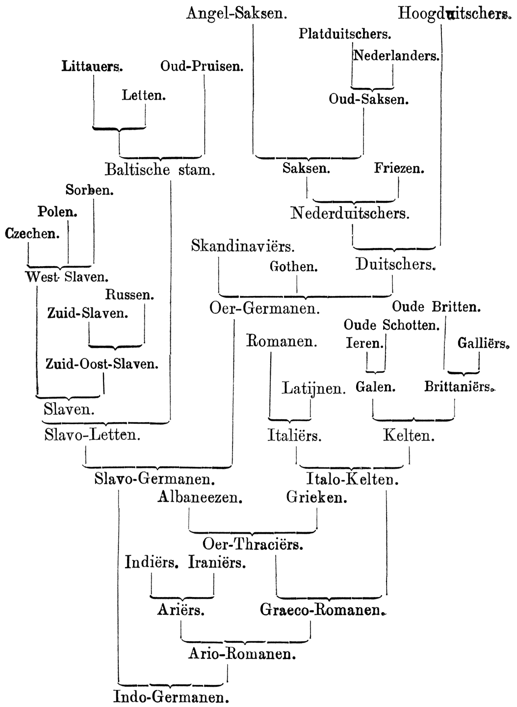 STAMBOOM VAN HET INDO-GERMAANSCHE RAS.