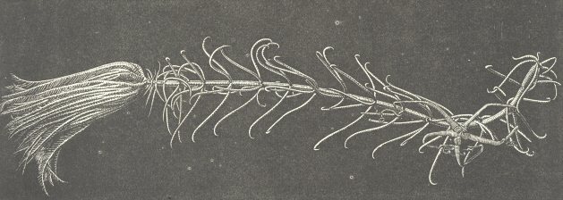 Pentacrinus asteria, Linn&aelig;us