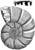 Fig. 1149.