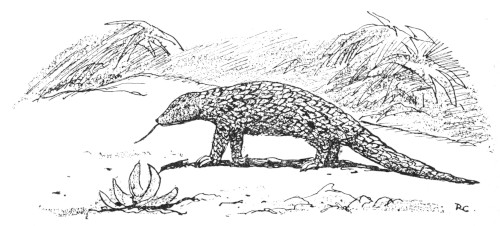 anteater
