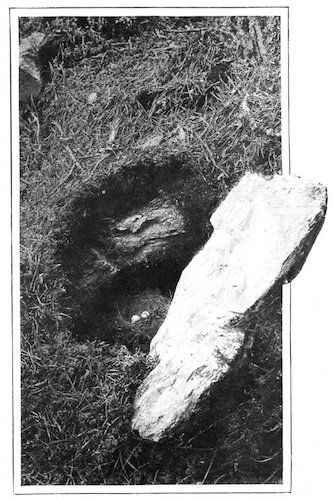 REDSTART'S NEST AND EGGS BENEATH
A STONE ON THE GROUND. THE STONE
WAS LIFTED TO SHOW NEST AND EGGS.