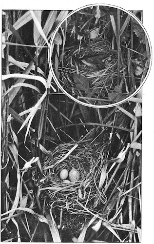 Illustration: SEDGE WARBLER’S NEST
WITH CUCKOO’S EGG IN IT