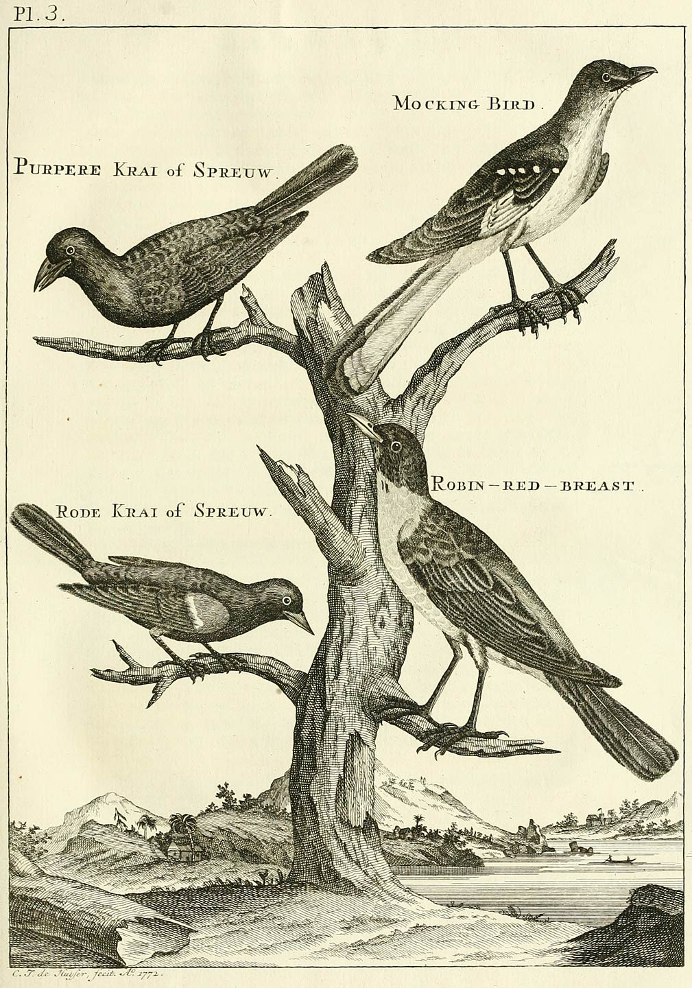 Pl. 3.