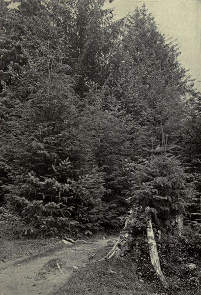 Alaskan Hemlocks
and Spruces, Sitka