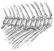 Fig. 198.