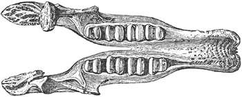 Fig. 577.