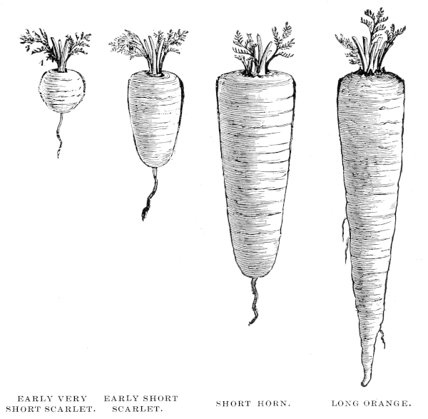 Carrots