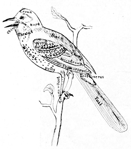 parts of bird