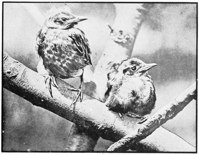 young robins