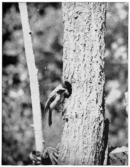 chickadee at nest