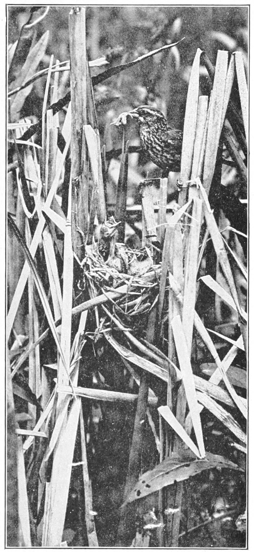 Red-wing & nestlings