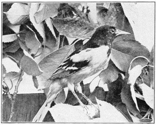Baltimore oriole