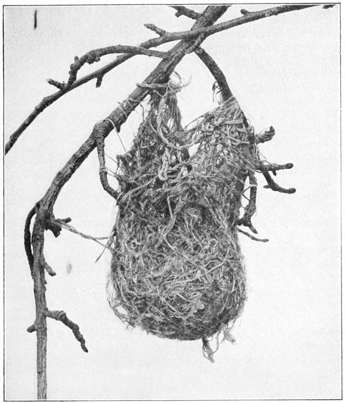 Oriole nest