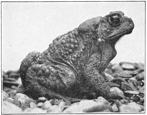 Toad