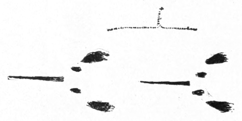 Track of mouse