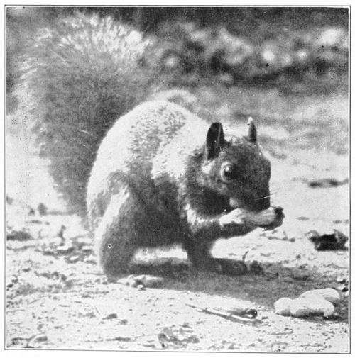 Red squirrel