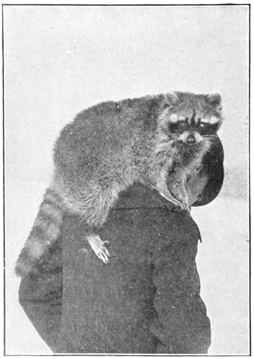Pet coon